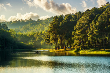 Wall Mural - beautiful sunlight and reflection of pine tree forest in lake