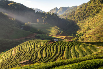 Sticker - Terrace of tea field with the morning mist, at doi angkhang in C