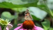 Distelfalter auf Purpur - Sonnenhut - Blüte