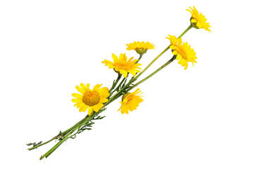 Cota tinctoria (Anthemis tinctoria) on a white background