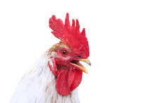 Head Singing White Rooster With A Red Comb On An Isolated Background