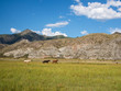 Three colorful horses are following each other on the field on a background of mountains