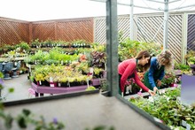 Two Female Florist Checking Plants