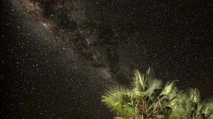 Wall Mural - Time lapse of the stars and Milky Way moving behind some palm trees. Shot in Namibia.