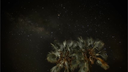 Wall Mural - Time lapse of the stars and Milky Way moving behind some palm trees. Shot in Namibia.