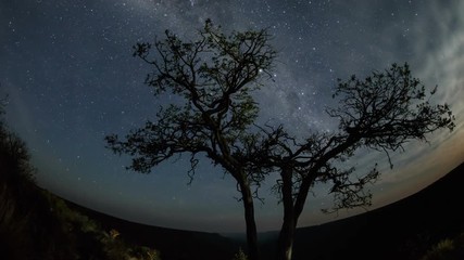 Wall Mural - Time Lapse of the nighttime stars and clouds moving behind a lone tree in the desert. Shot in Namibia.
