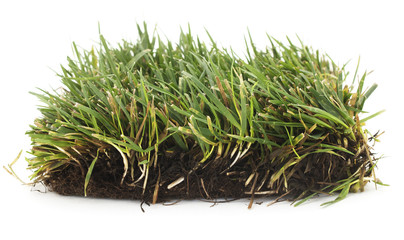 Isolated Grass