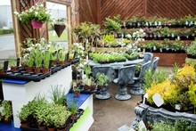 Potted Plants In Garden Centre
