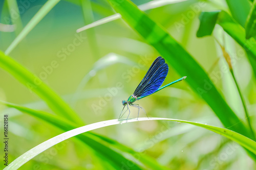 青いトンボ Stock Photo Adobe Stock 青いトンボ Stock Photo Adobe Stock