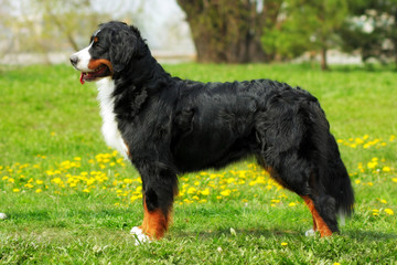 Wall Mural - purebred dog Bernese mountain dog standing in show position in t