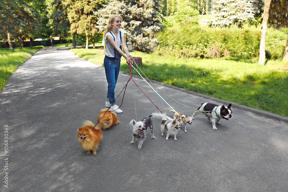 Woman walking dogs in park