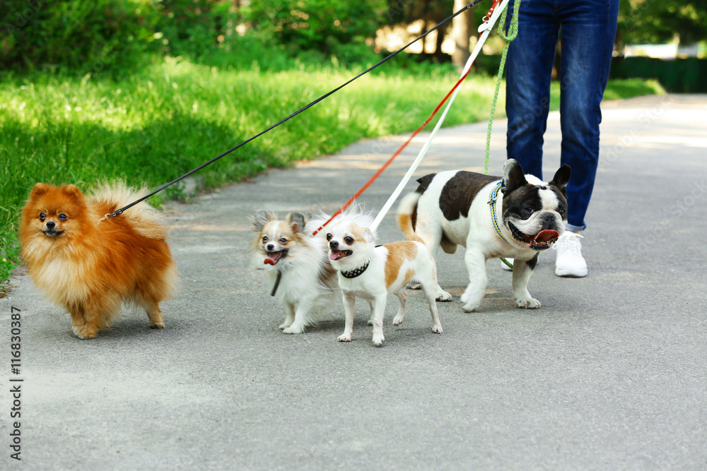 Woman walking dogs in park