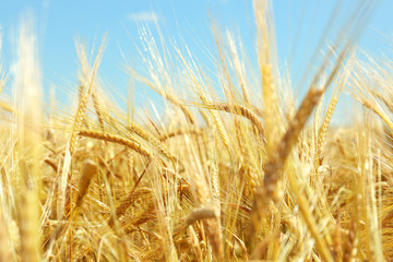 Wall Mural - Golden wheat on blue sky background