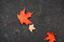 Fallen Red Maple Leaves On Asphalt Road Surface In Autumn