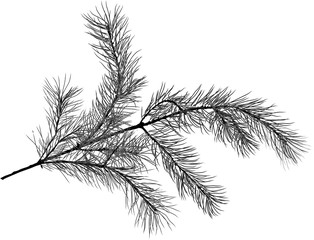 Wall Mural - black pine tree branch sketch isolated illustration