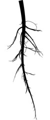 Poster - root long black silhouette isolated on white