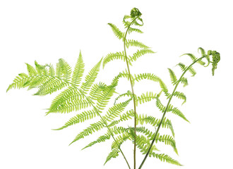 Wall Mural - group of spring light fern leaves