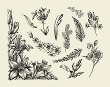 Flowers. Hand Drawn Sketch Flower, Lily, Fern, Grass, Herb, Bracken, Lilia. Vector Illustration