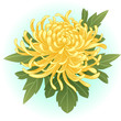 yellow chrysanthemum flower illustration vector