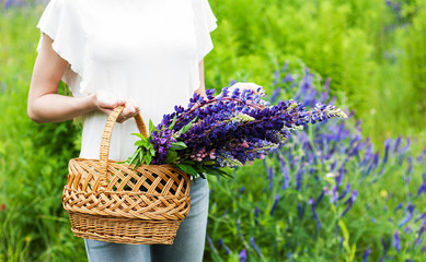 Poster - bouquet of lupine