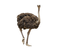 Beautiful Ostrich Isolated