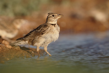 Wall Mural - Calandra lark, Melanocorypha calandra