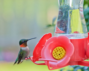 Hummingbird sitting on a red bird feeder