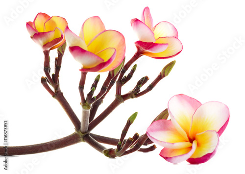Fotografía Cierre de plumeria en el fondo blanco aislado