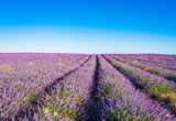 Fototapeta Krajobraz - Provence, Lavender field at sunset, Valensole Plateau