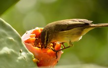 Small Bird Eating The Fresh Fruit On Prickly Pear, Phylloscopus