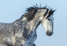Gray Andalusian Horse In Motion. Portrait Of Spanish Horse.