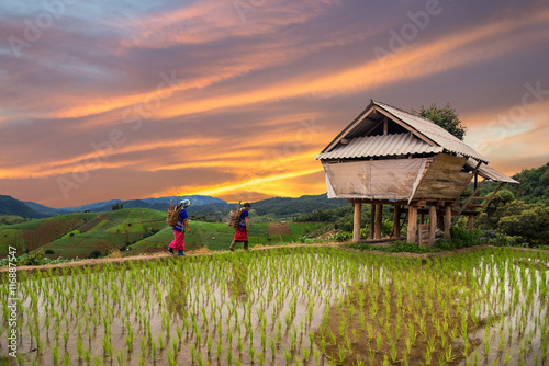 Fotografía Hmong woman with rice field terrace background in Chiangmai , Th