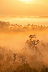 Wall Mural - beautiful sunrise scene with misty and tree in morning in forest