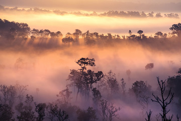 Wall Mural - beautiful sunrise scene with misty and tree in morning in forest