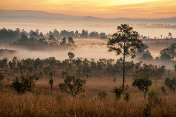 Wall Mural - beautiful sunrise scene with misty and tree in morning in forest