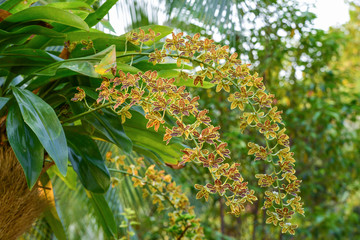 grammatophyllum scriptum or tiger orchid