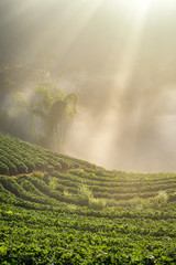 Wall Mural - beautiful vertical sunrise scene view at strawberry field terrac