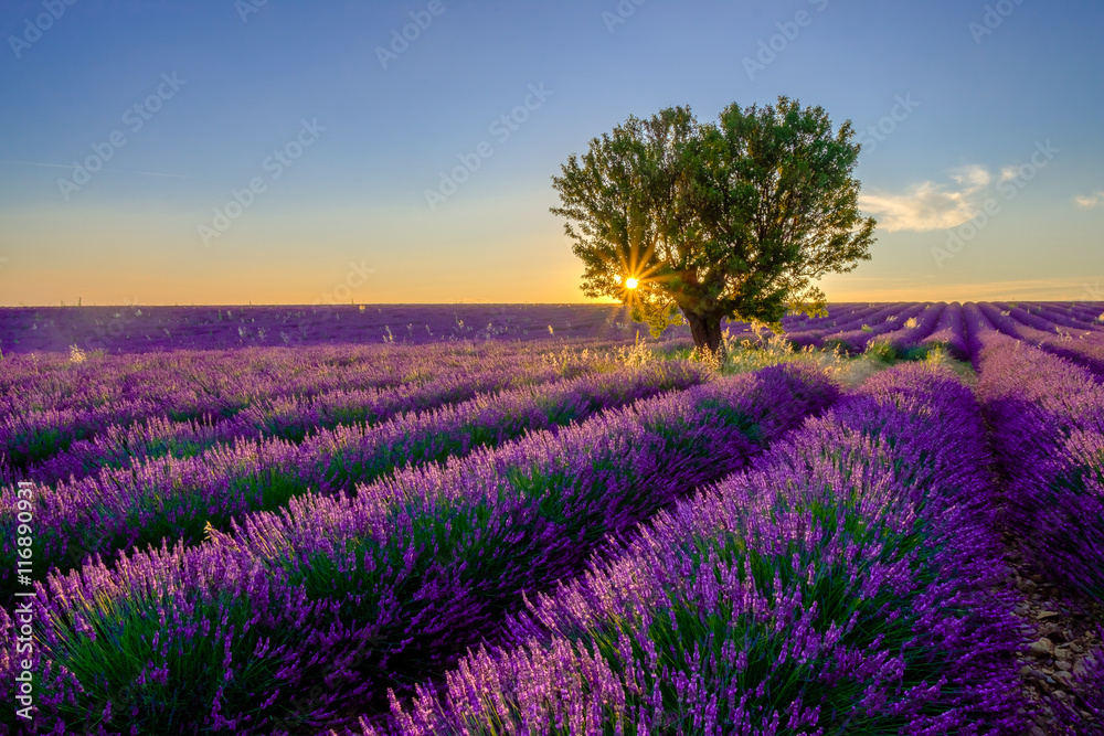 Tree in lavender field at sunset in Provence, France - obrazy, fototapety, plakaty 