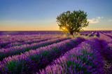 Fototapeta Lawenda - Tree in lavender field at sunset in Provence, France