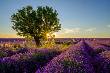 Wall Mural - Tree in lavender field at sunset in Provence, France