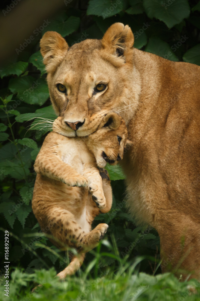 Ravensburger Peinture Par Numéros – Lion Avec Bébé – Kit Créatif Enfant Dès 9 Ans – Avec 14 Peintures Acryliques, Cadre Et Pinceau