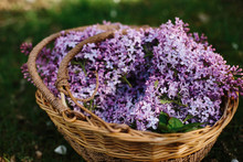 Large Amount Of Lilac Blossom In Wicker Basket