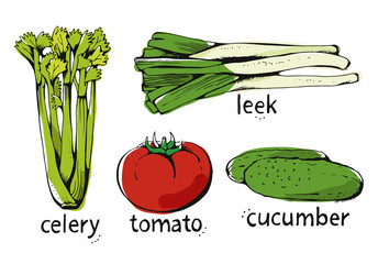 Set of hand drawn assorted color vegetables, vector illustration