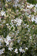Lychnis Flos Cuculi, Ragged Robin Plant With White Flowers
