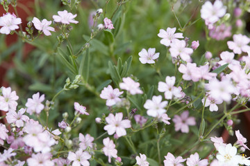 Wall Mural - gypsophila repens or baby's breath, pink little flowers