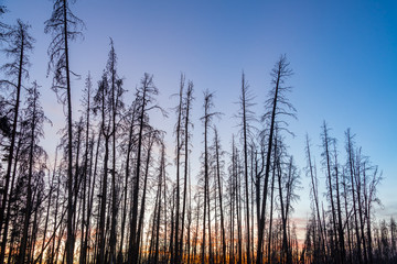 Canvas Print - Dead Lodgepole Pine Trees