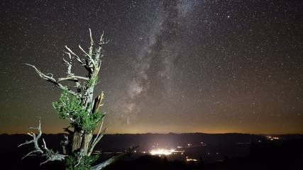 Wall Mural - Amazing time-lapse of the night sky moving behind a large Bristlecone Pine Trees. Lights of a small town can be seen in the distance.