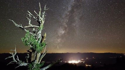 Wall Mural - Amazing time-lapse of the night sky moving behind a large Bristlecone Pine Trees. Lights of a small town can be seen in the distance.