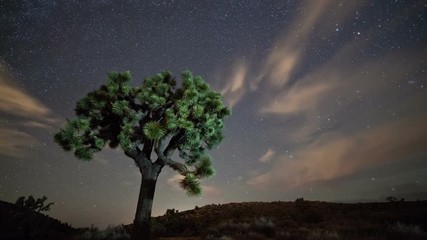 Wall Mural - Time-lapse of the night sky with a Joshua Tree in the foreground.