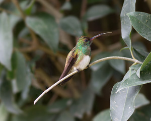 Wall Mural - Snowy-bellied or snowy-breasted hummingbird (Amazilia edward). 